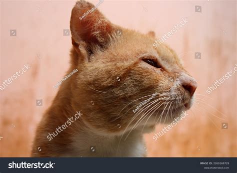 25 Gigachad Royalty-Free Images, Stock Photos & Pictures | Shutterstock