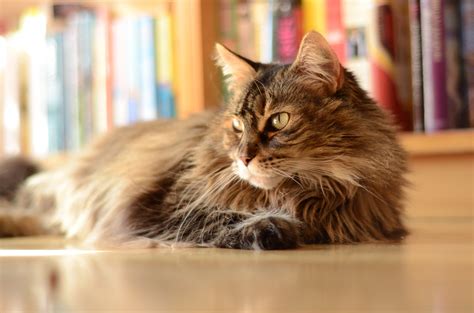 Brown Maine coon cat, cat HD wallpaper | Wallpaper Flare