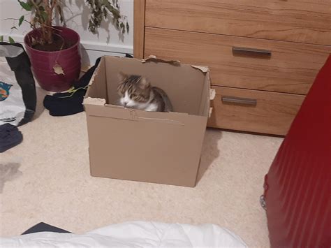 I heard a noise late at night and got up to see that. Blurry because he