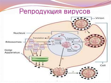 Морфология, репродукция, методы культивирования и индикации вирусов ...
