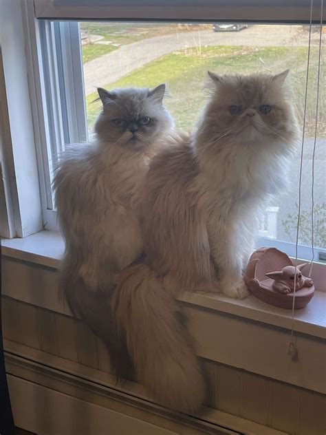 Persian Kittens of NH