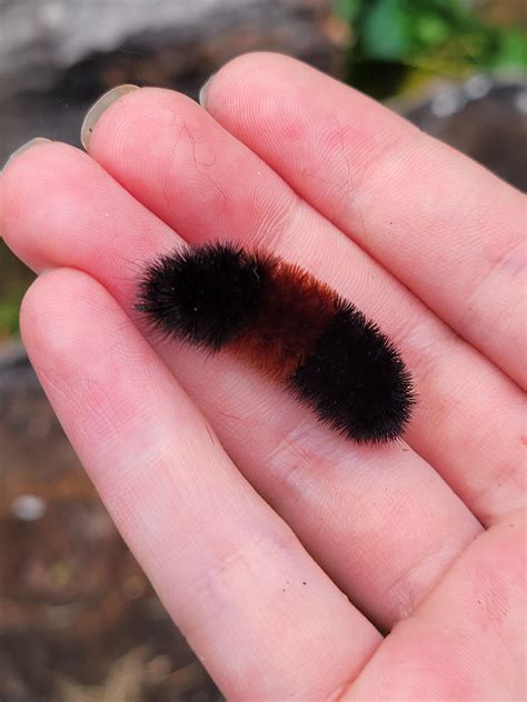 Fuzzy Wuzzy Was A Bear Poem 3