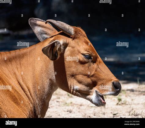 Portrait of a banteng cattle Stock Photo - Alamy