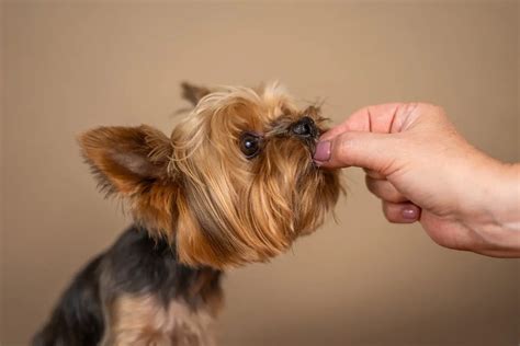 What Is The Best Homemade Food For Yorkies? Top Yorkie Recipes Revealed! - Our Yorkie