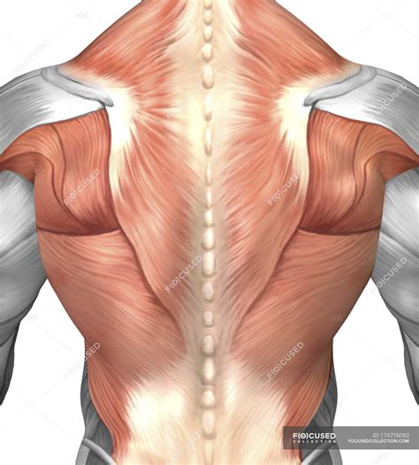 Back Muscles Anatomy / Anatomy of the Back Muscles - Fit People - dat ...