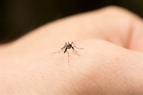 Mosquito Bites Pictures Allergic Reaction