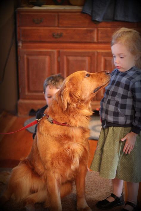 AKC Golden Retriever Polly gives kisses - Windy Knoll Golden Retrievers