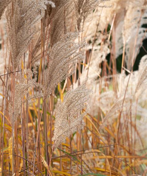 Best fall plants for privacy: 10 pretty picks | Homes & Gardens