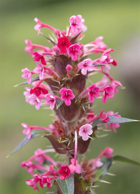 Himalayan Whorlflower (Morina longifolia) | Morten Ross