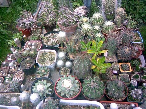 Суккулентные растения, Петр Лапшин, каталог для заказа - succulents by ...