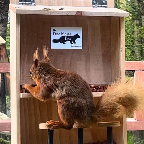 pine marten bar scran aviemore