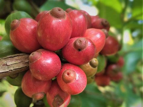 sensasi rasa kopi ekselsa bacem madu  eksotis  dramatis