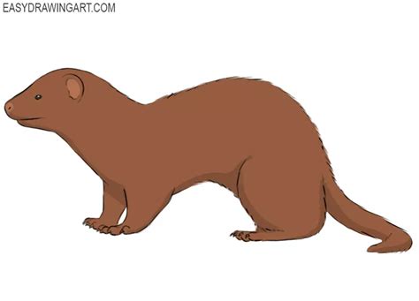 How to Draw a Ferret - Easy Drawing Art