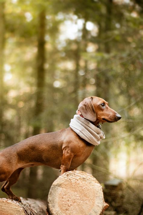 The Unique Characteristics of the German Sausage Dog