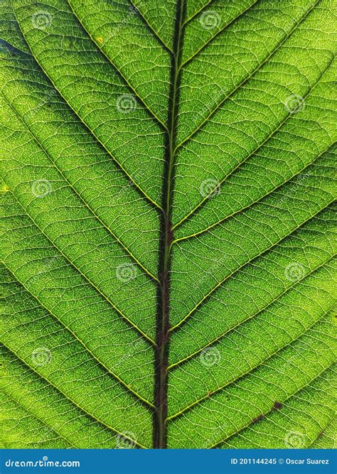 A Green Leafy Texture with Well Defined Veins Stock Image - Image of