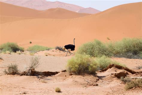 African Safari Holidays: Discover Family-friendly Nambia | nugget