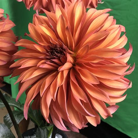 Cowlitz River Dahlias