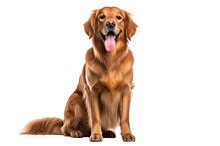 golden retriever dog puppy  stock photo public domain pictures