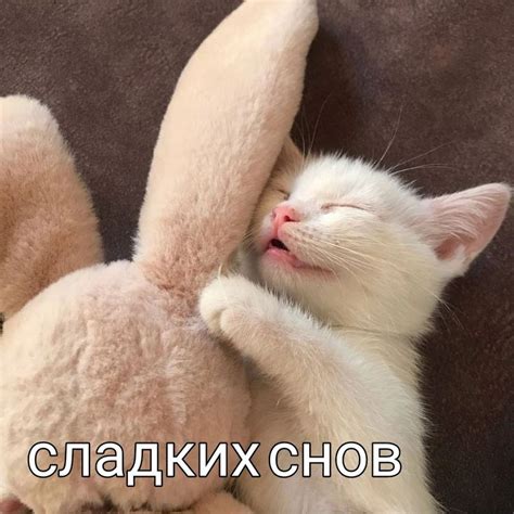 жми на картинку подписывайся на тг | Кошачьи цитаты, Смешные открытки, Мемы