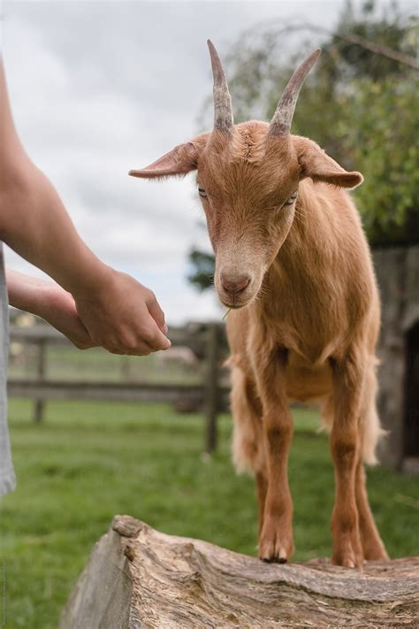 "Child Has Fun Feeding And Petting Animals At The Petting Zoo" by