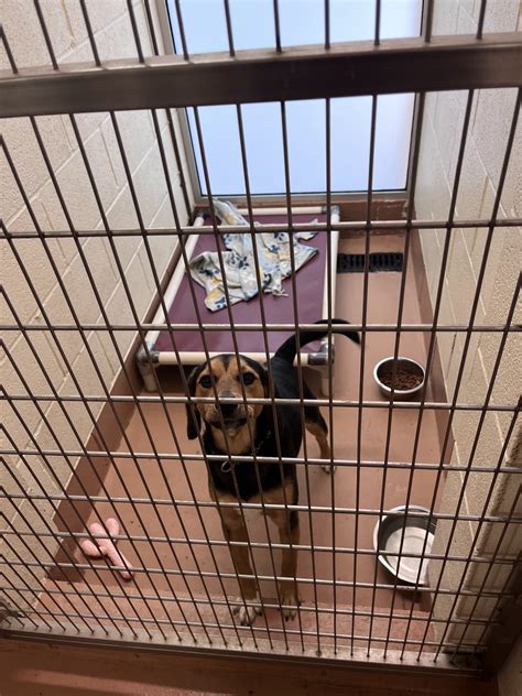 BENTON FRANKLIN HUMANE SOCIETY - Kennewick WA - Hours, Directions