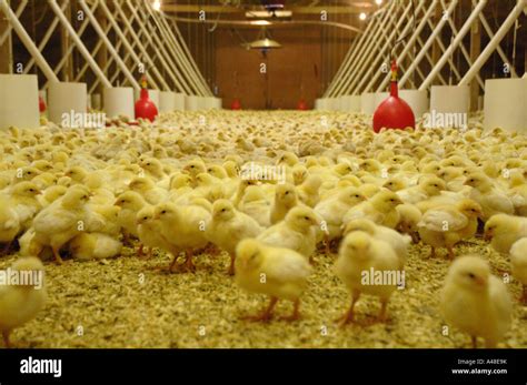 day  chicks high resolution stock photography  images alamy