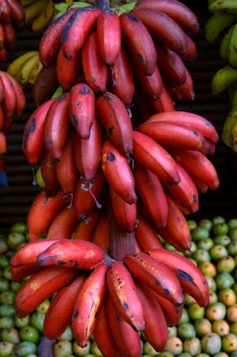 7 #Varieties of Bananas You Should Try on Your Next Hawaiian Vacation ... Red Banana Tree ...