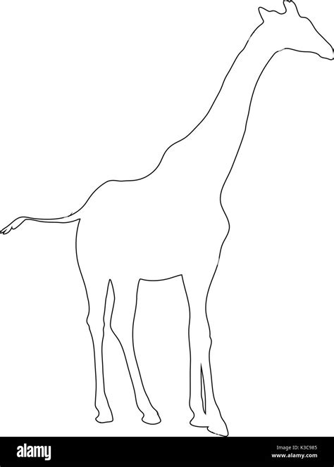 Outline of an african Giraffe Stock Vector Art & Illustration, Vector ...