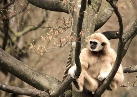 The Wildlife of Erawan National Park - Animals Network