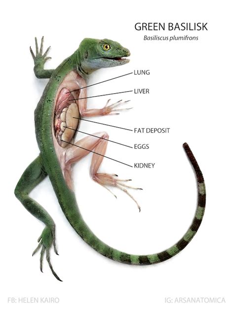 Anatomy Of A Lizard - Anatomy Reading Source