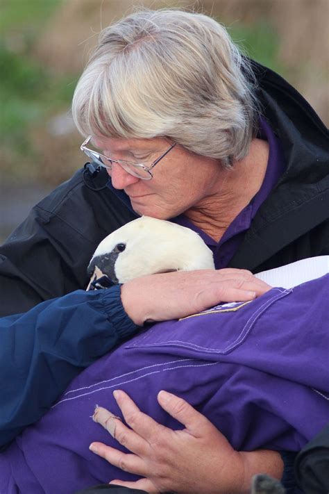 A rescued Mute Swan | Mute swan, Medical, Couple photos