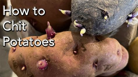 chit potatoes   plant  grow eyes  sprout