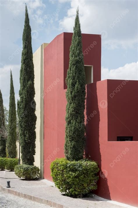 Arbustos Para El Frente De La Casa Animados Amazon.com: BLONYUVC