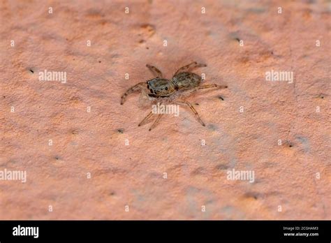 Gray Wall Jumping Spider of the species Menemerus bivittatus Stock