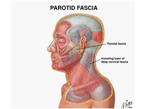 parotid region powerpoint  id