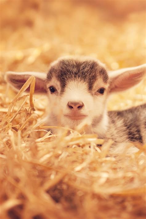 cute baby pictures  animals