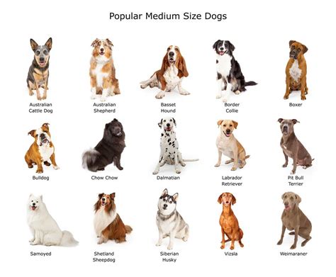 dog breed finder  picture   related aspects