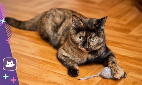 🐱Черепаховый окрас: бывают ли трехцветными коты | Нос, хвост, лапы | Дзен
