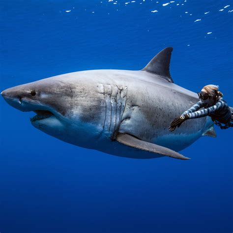Netflix Doc 'Shark Whisperer' Dives Into Ocean Ramsey Controversy