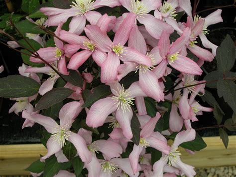 Clematis montana group www.clematis.be...