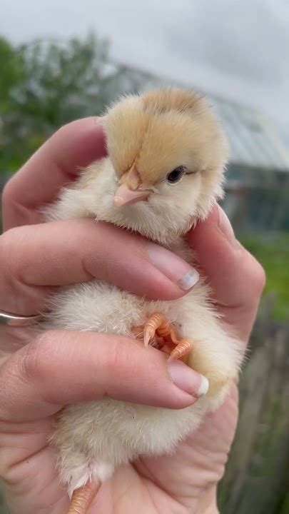 lief kuiken kuiken chicken chick kuikentje kippen lief youtube