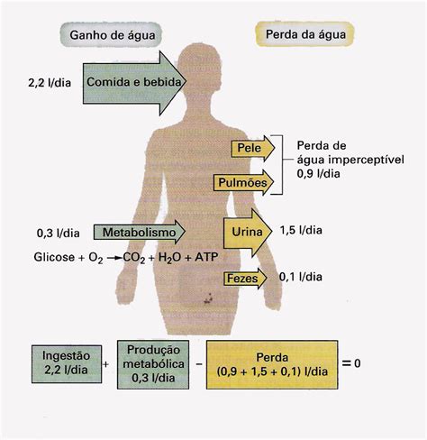 Quanto Tempo O Ser Humano Sobrevive Sem Agua - FAQBIO - Apoio ao Estudo de Biologia: Quanto tempo uma pessoa vive sem ...