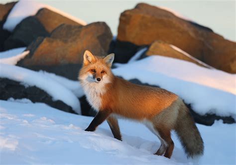 facts  red foxes ohmyfacts