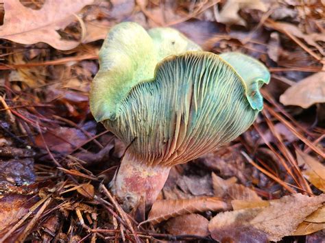 Lactarius Paradoxus is a really beautiful mushroom. Glad I got to see ...