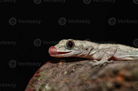 Close-up of Kotschy's Naked-toed Gecko in its natural habitat, on a