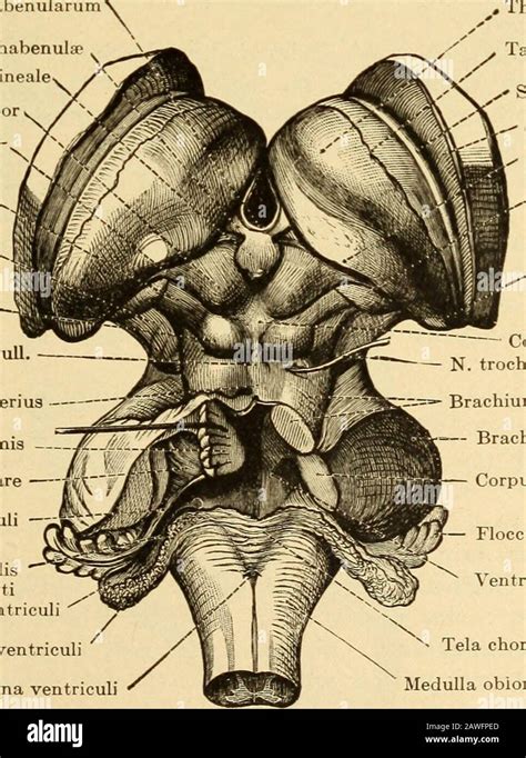 Corpus mamillare hi-res stock photography and images - Alamy