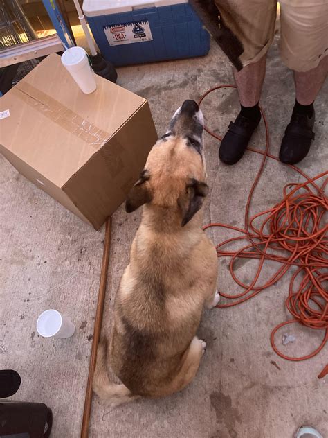 Missing Dog - Owego (info in comments) : r/Binghamton