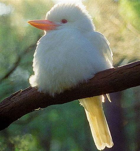 white   albino animals