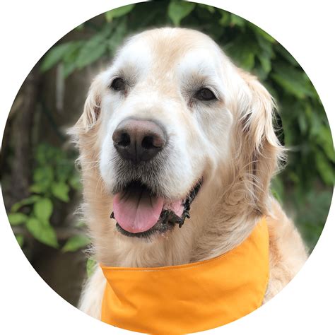 Sophia Castillo - Web Developer