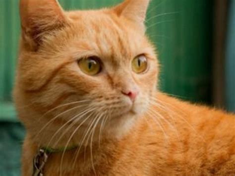 Котик Симба Картинки — Mixyfotos.ru